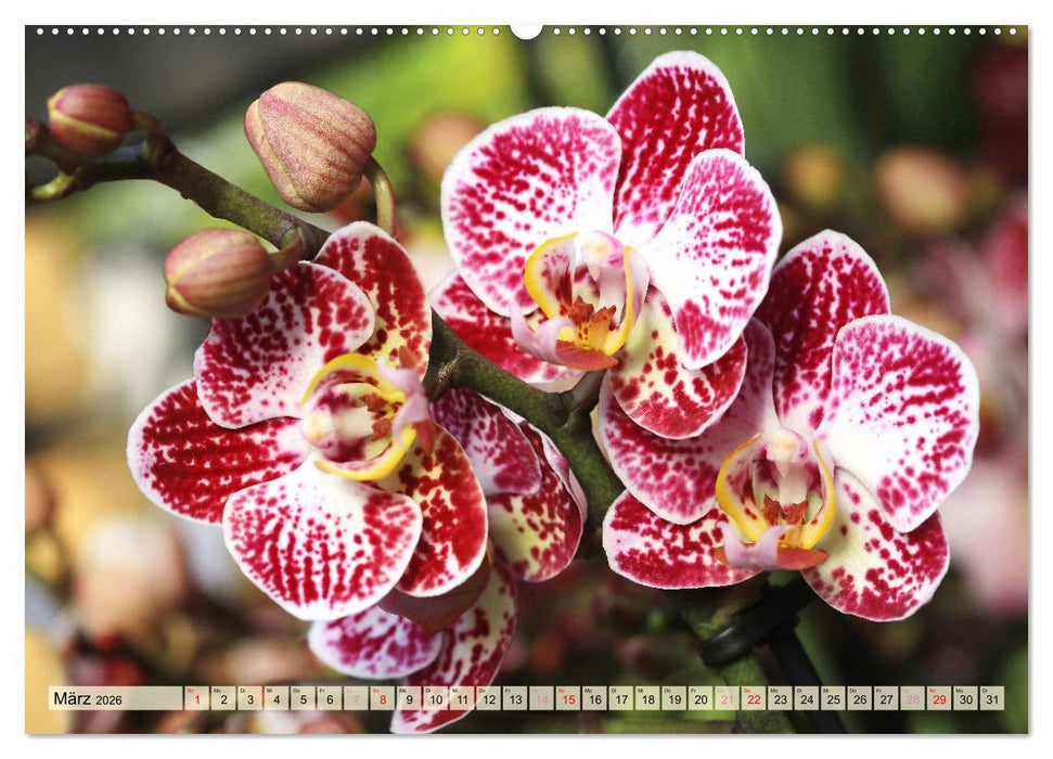 Beliebte Orchideen (CALVENDO Wandkalender 2026)