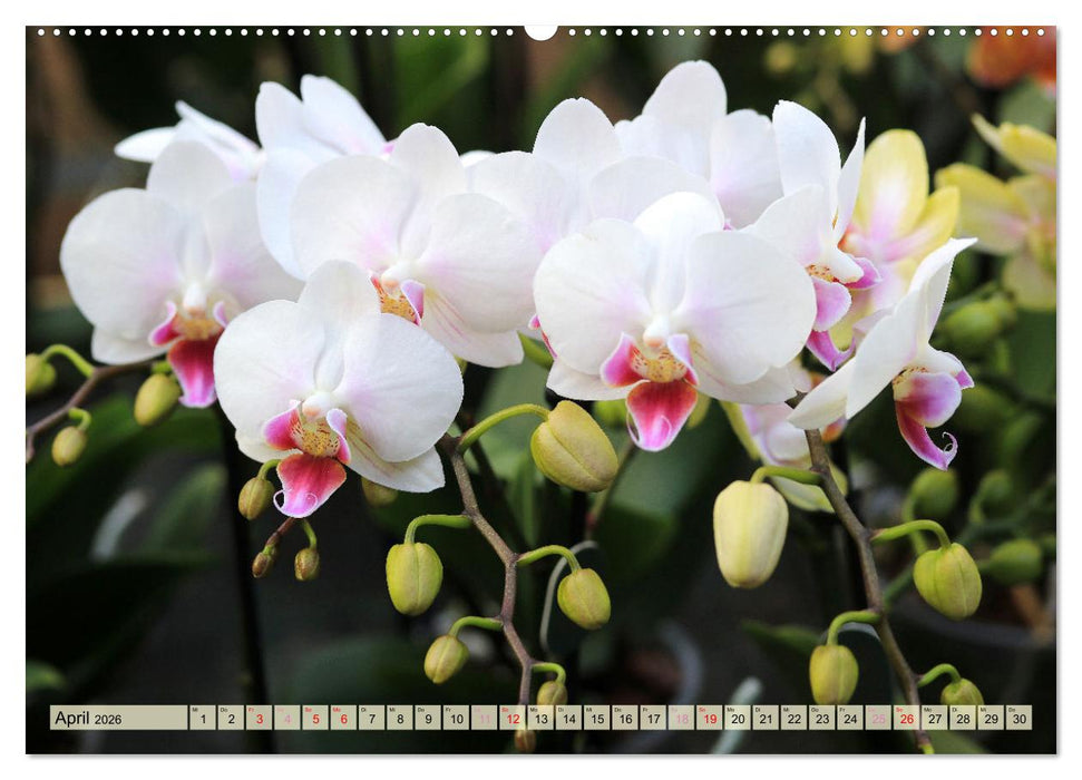 Beliebte Orchideen (CALVENDO Wandkalender 2026)
