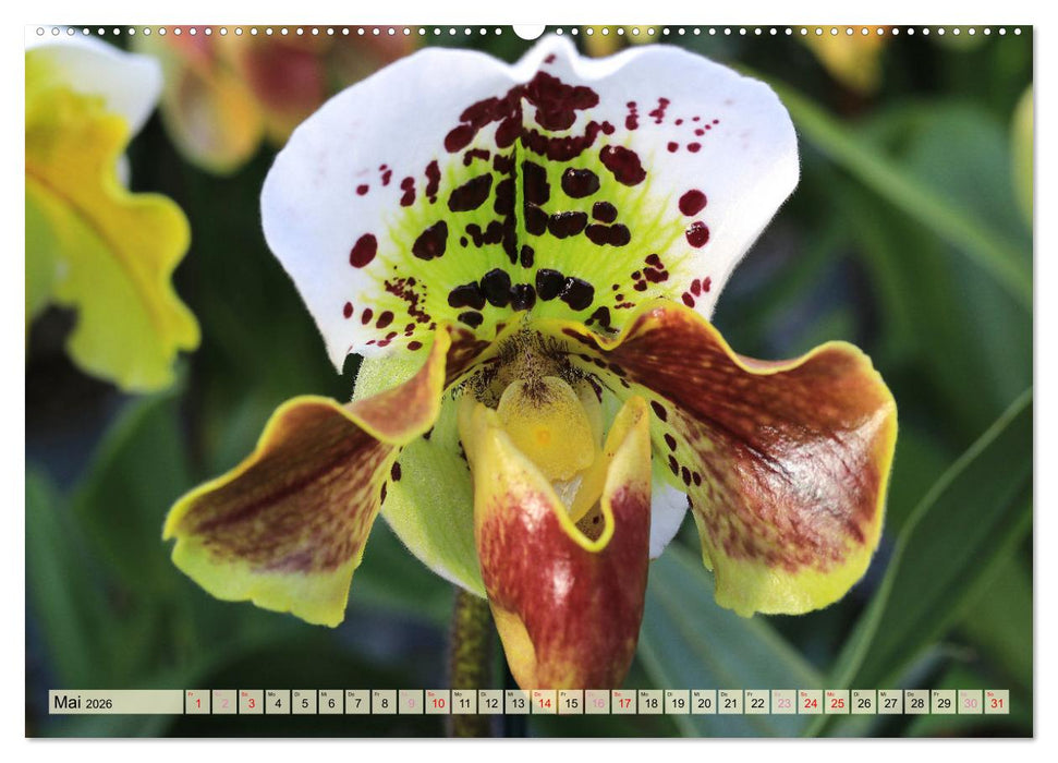 Beliebte Orchideen (CALVENDO Wandkalender 2026)