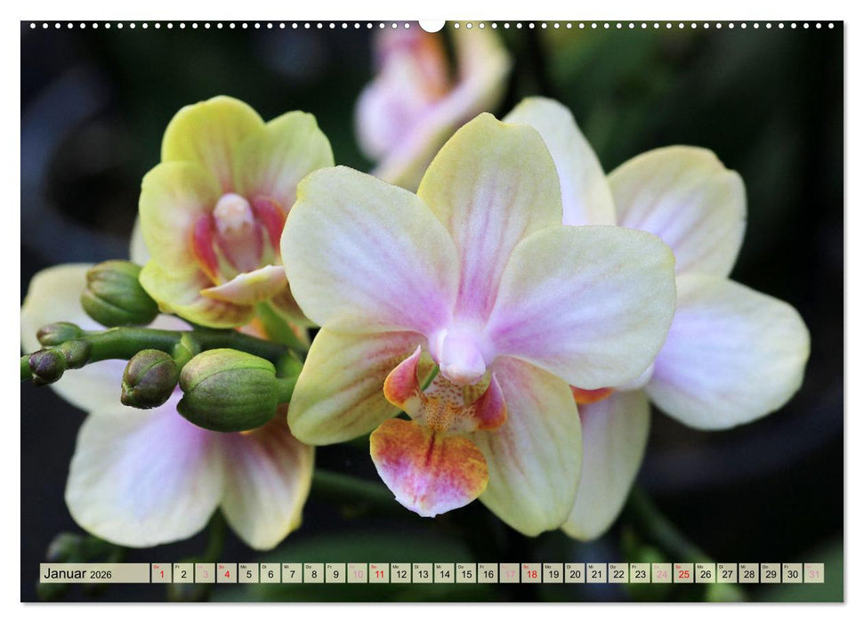 Beliebte Orchideen (CALVENDO Premium Wandkalender 2026)