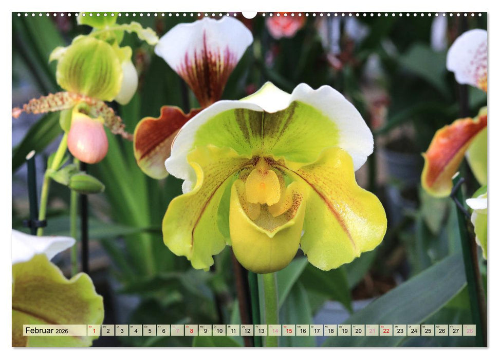 Beliebte Orchideen (CALVENDO Premium Wandkalender 2026)