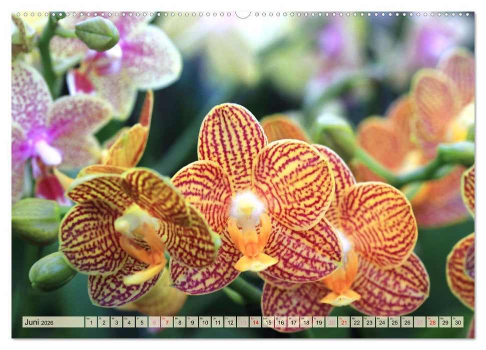Beliebte Orchideen (CALVENDO Premium Wandkalender 2026)