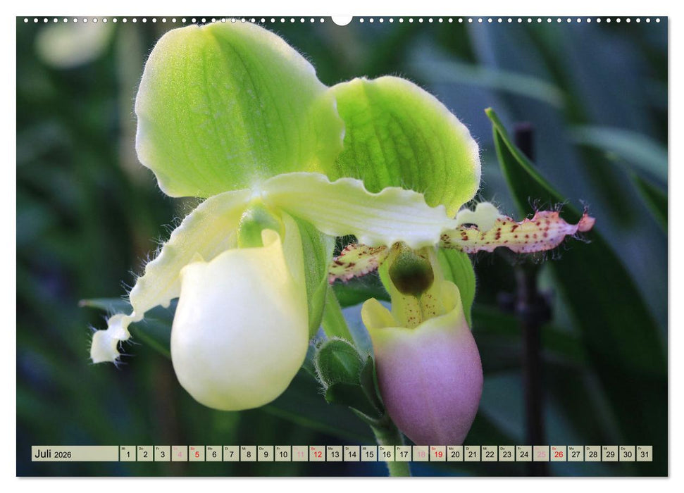 Beliebte Orchideen (CALVENDO Premium Wandkalender 2026)
