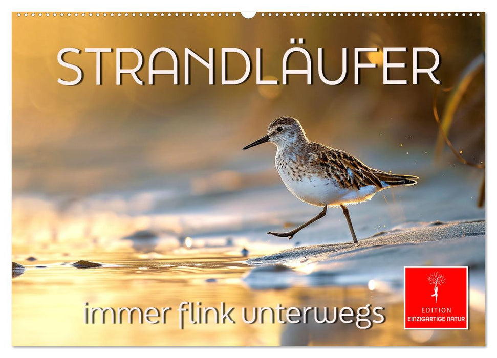 Strandläufer - immer flink unterwegs (CALVENDO Wandkalender 2026)