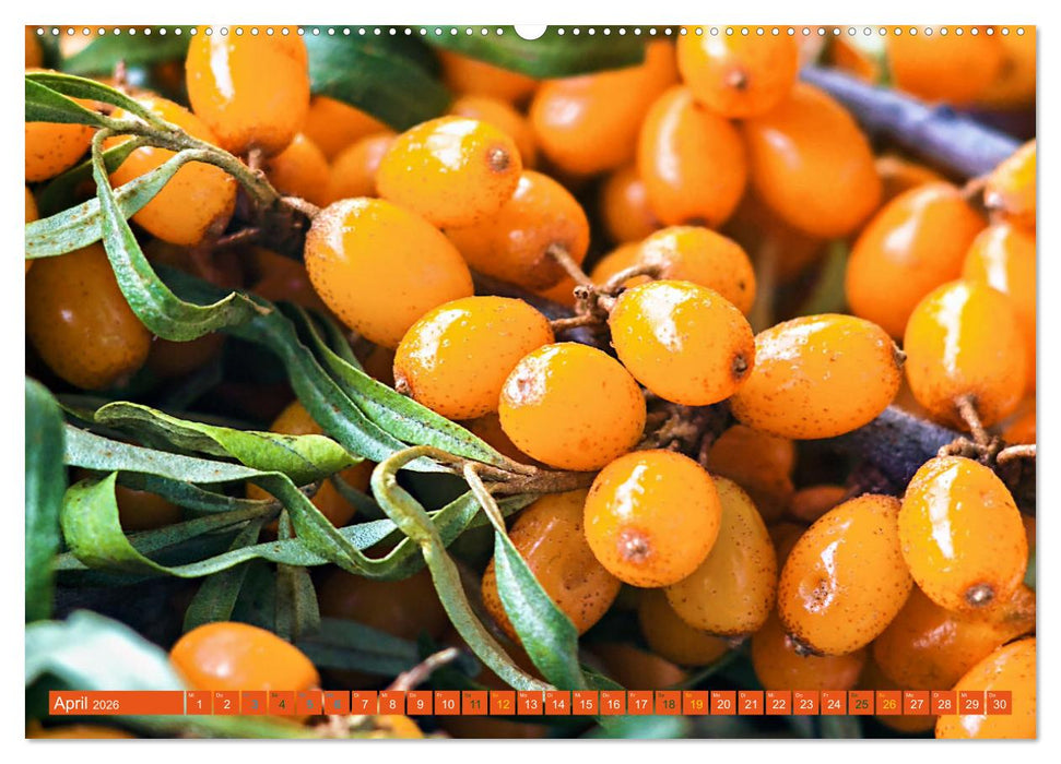 ORANGE - Gemüse und Obst -Vitaminreich (CALVENDO Wandkalender 2026)