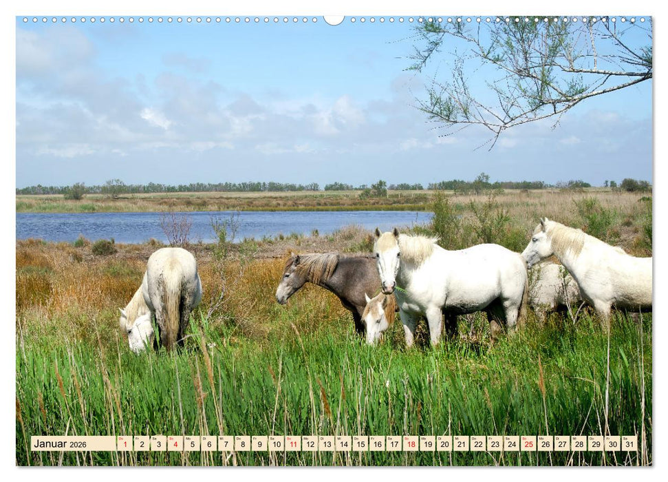 Provence. Licht und Lebensfreude (CALVENDO Premium Wandkalender 2026)