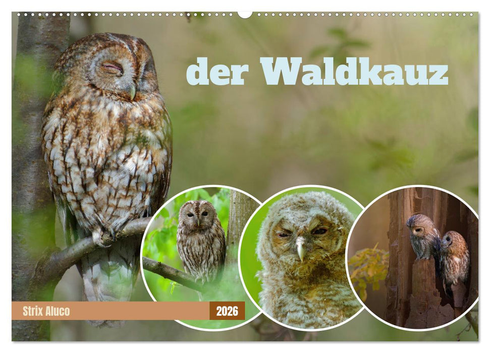 der Waldkauz - Strix Aluco (CALVENDO Wandkalender 2026)