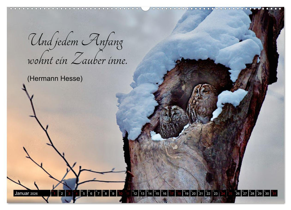 der Waldkauz - Strix Aluco (CALVENDO Premium Wandkalender 2026)