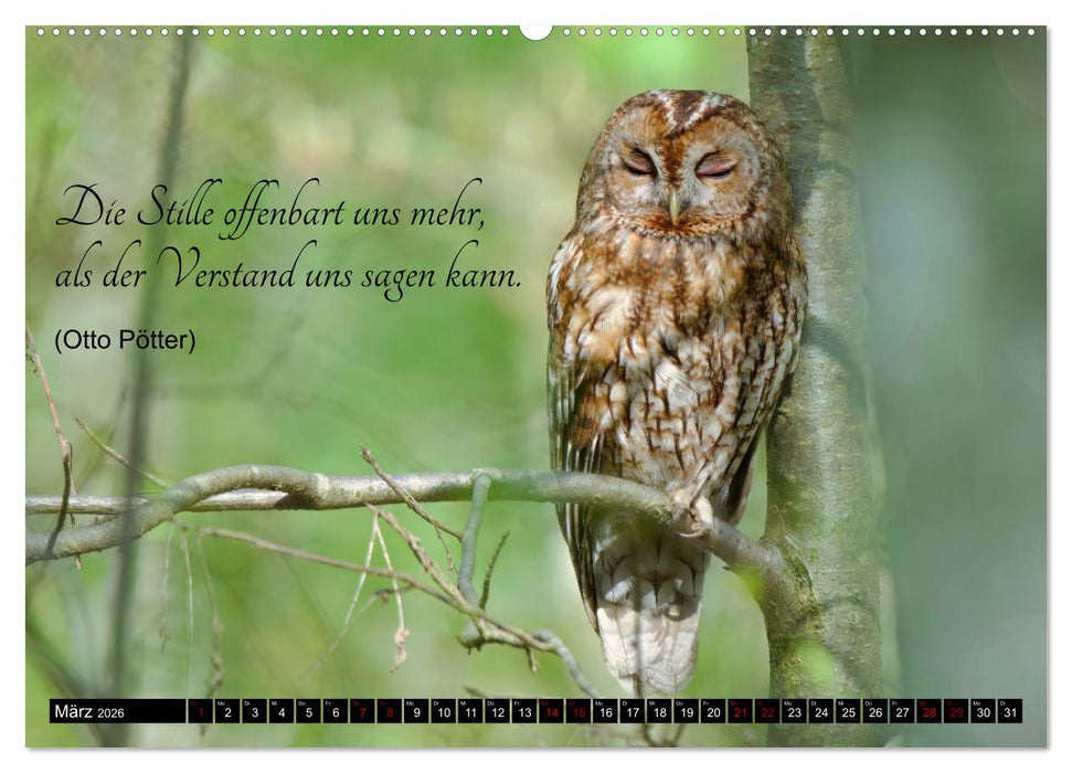 der Waldkauz - Strix Aluco (CALVENDO Premium Wandkalender 2026)