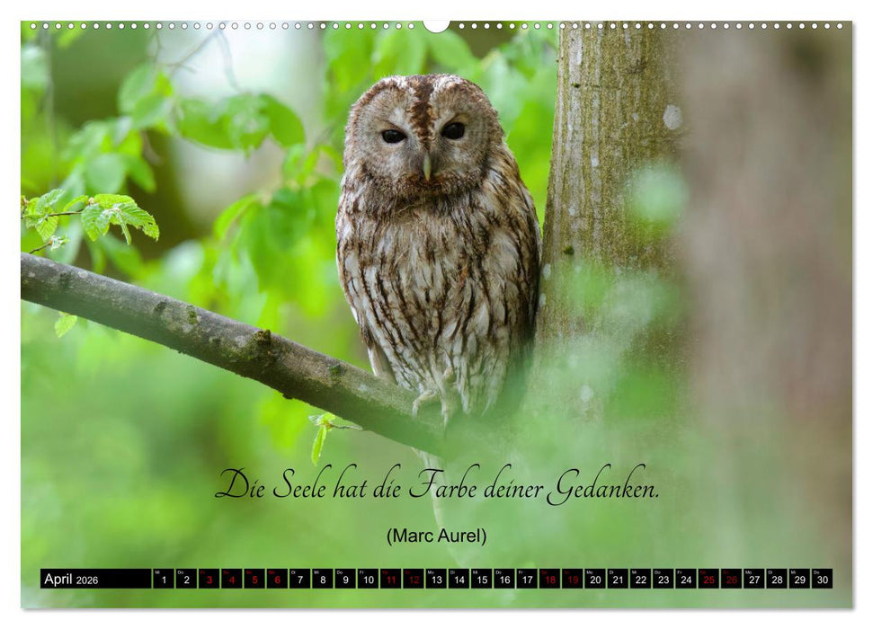 der Waldkauz - Strix Aluco (CALVENDO Premium Wandkalender 2026)