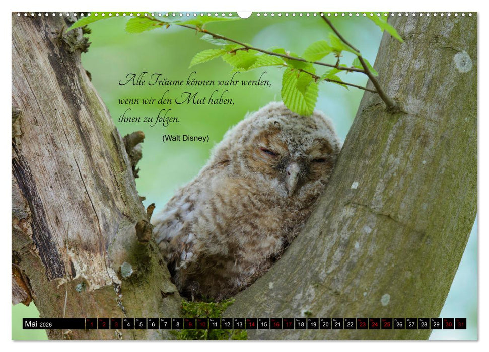 der Waldkauz - Strix Aluco (CALVENDO Premium Wandkalender 2026)