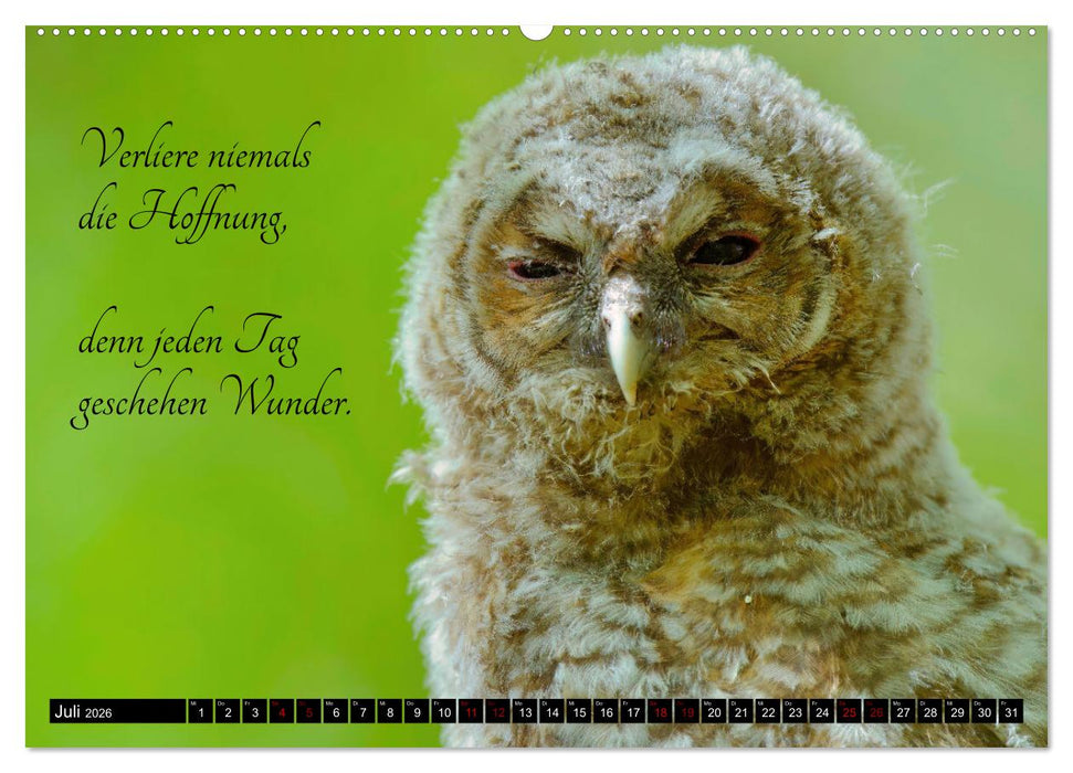 der Waldkauz - Strix Aluco (CALVENDO Premium Wandkalender 2026)