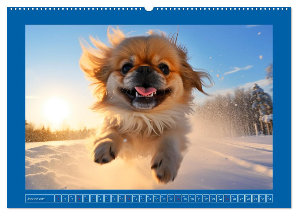 Lustige Pekinesen. Wuschelige Löwen mit Spaß am Leben (CALVENDO Wandkalender 2026)