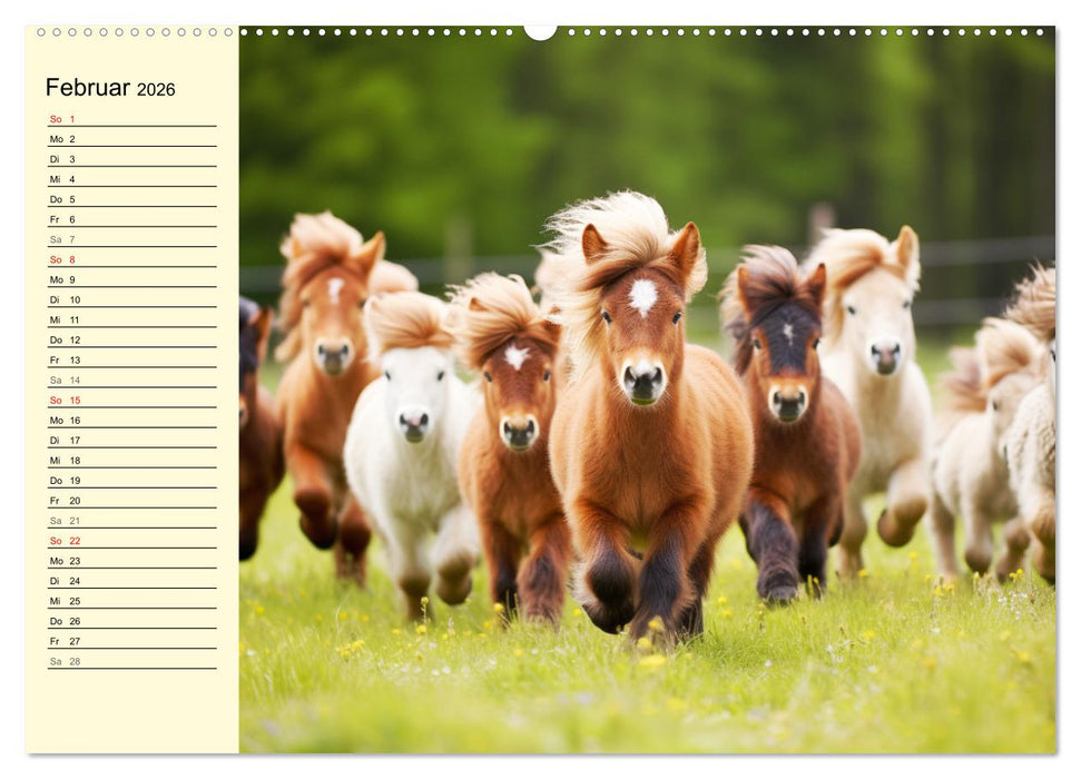 Kleine Pferde. Mini-Ponys zum verlieben (CALVENDO Premium Wandkalender 2026)