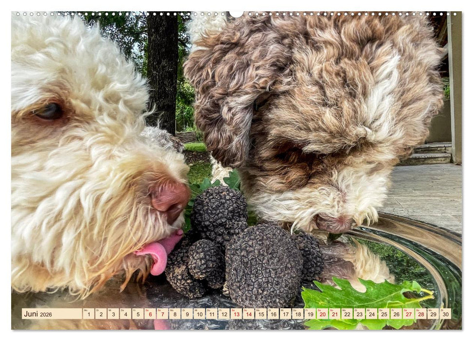 Französische Trüffelwelten (CALVENDO Wandkalender 2026)