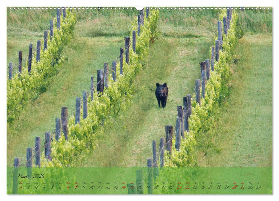 Wilde Toskana - von René Schaack (CALVENDO Premium Wandkalender 2026)