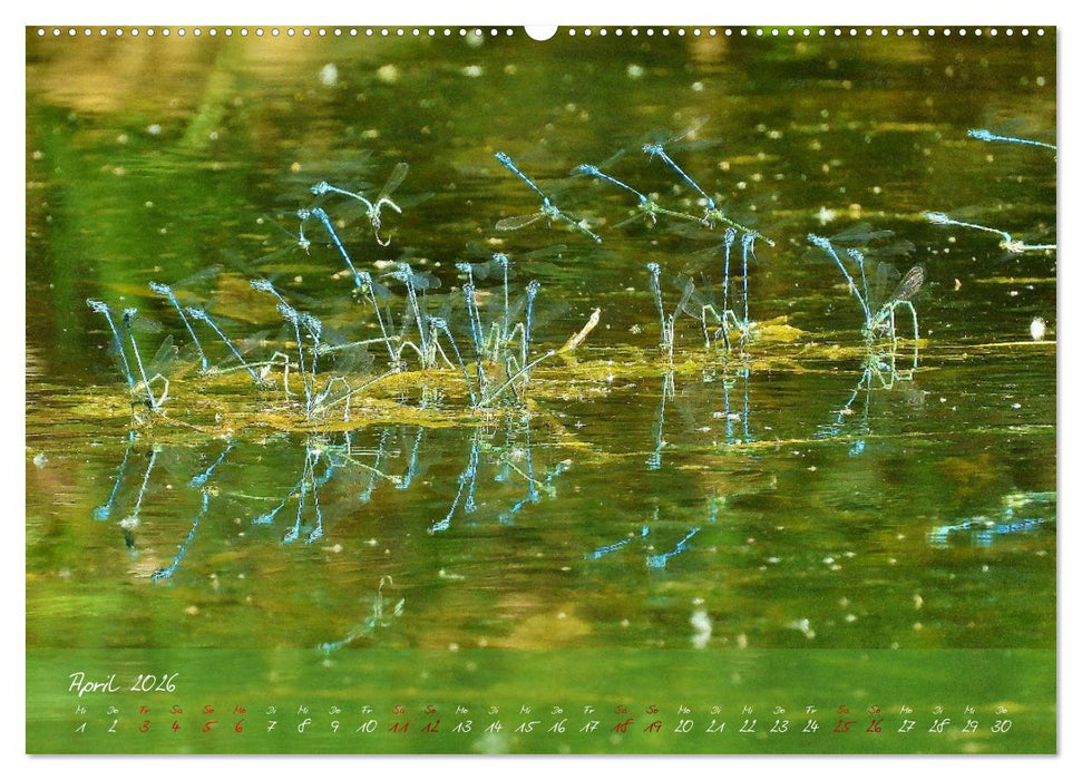 Wilde Toskana - von René Schaack (CALVENDO Premium Wandkalender 2026)