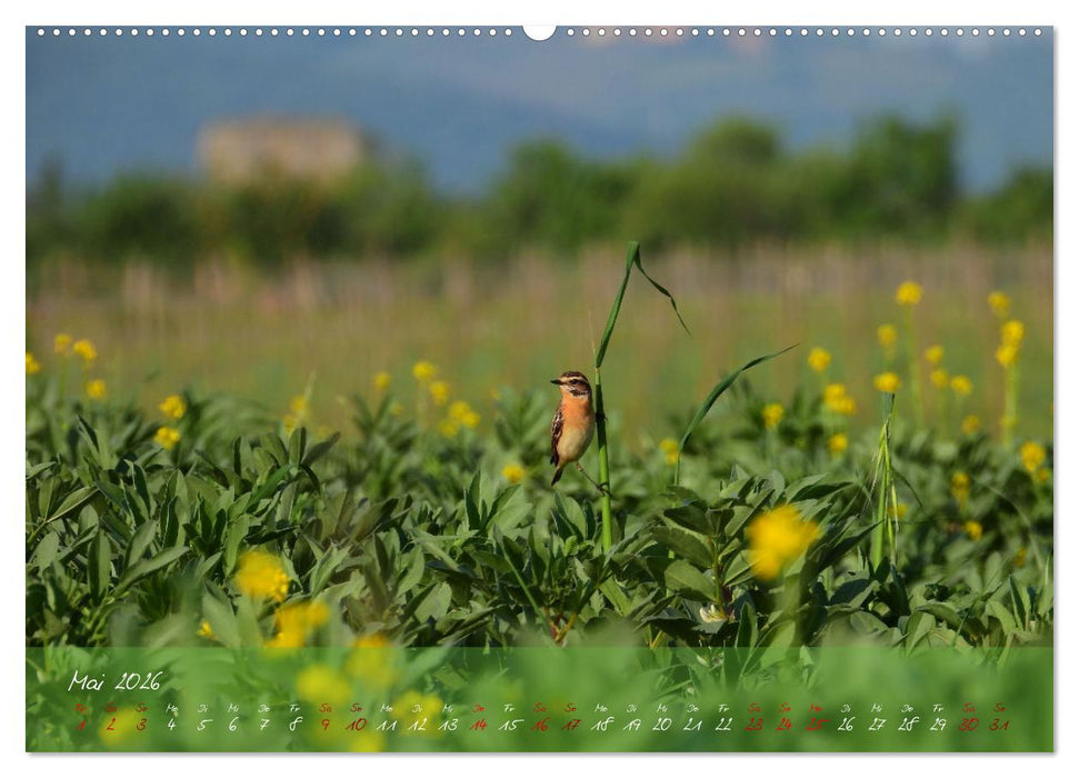 Wilde Toskana - von René Schaack (CALVENDO Premium Wandkalender 2026)