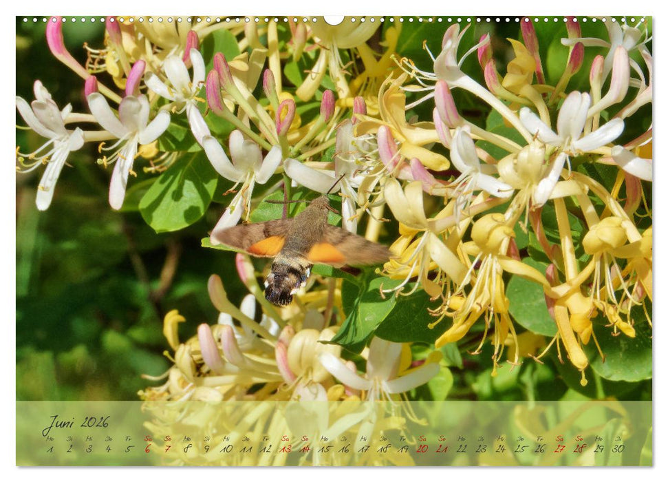 Wilde Toskana - von René Schaack (CALVENDO Premium Wandkalender 2026)