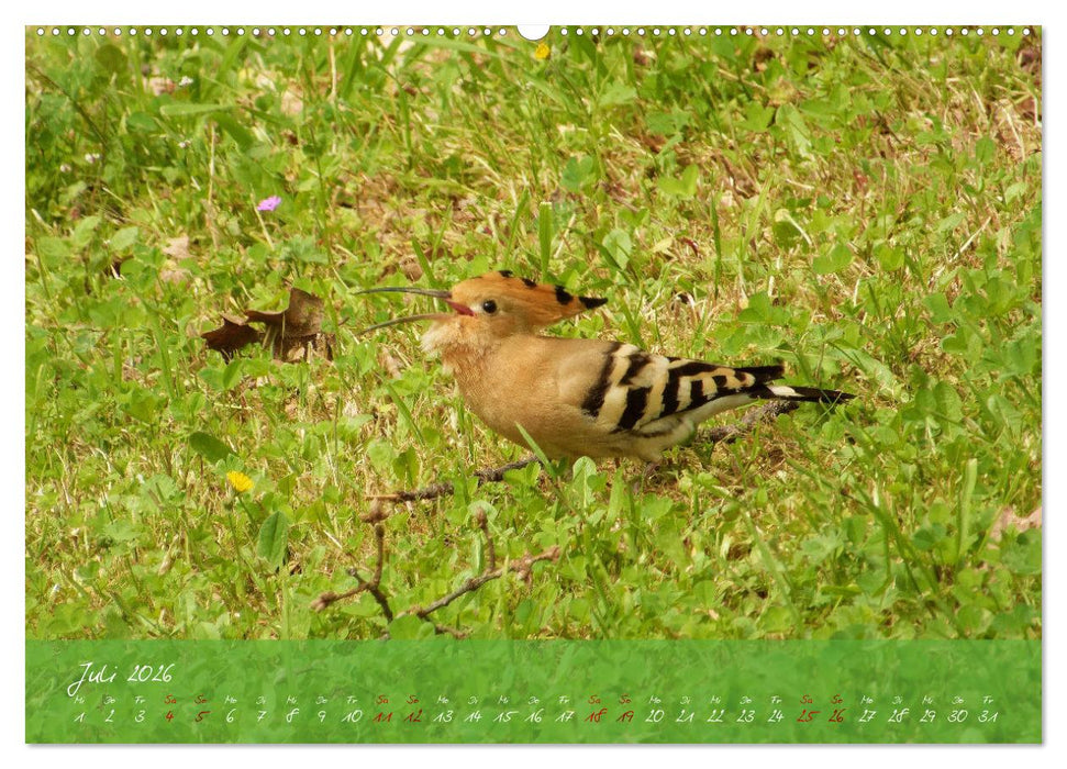 Wilde Toskana - von René Schaack (CALVENDO Premium Wandkalender 2026)