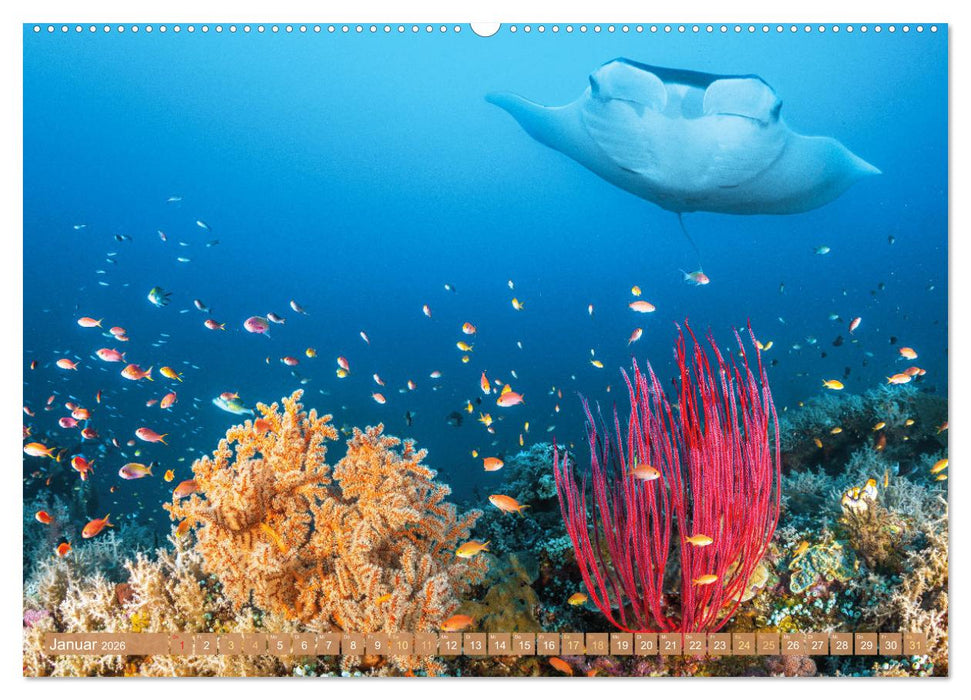 Fischparadies Riff (CALVENDO Wandkalender 2026)