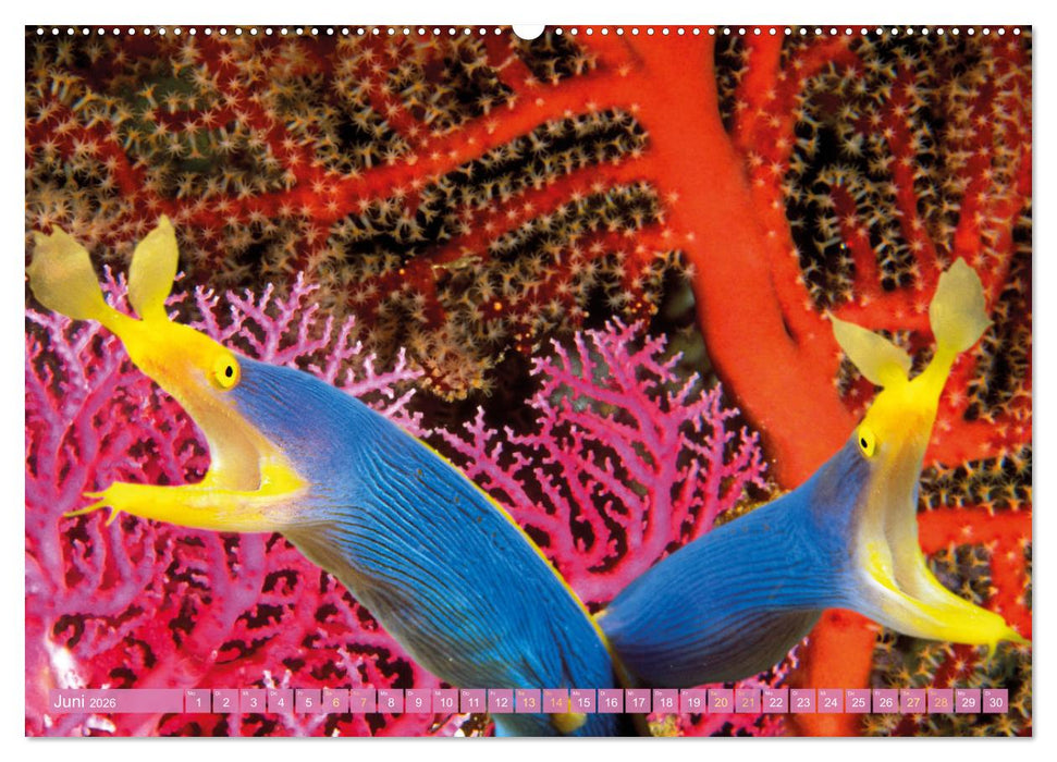 Fischparadies Riff (CALVENDO Wandkalender 2026)