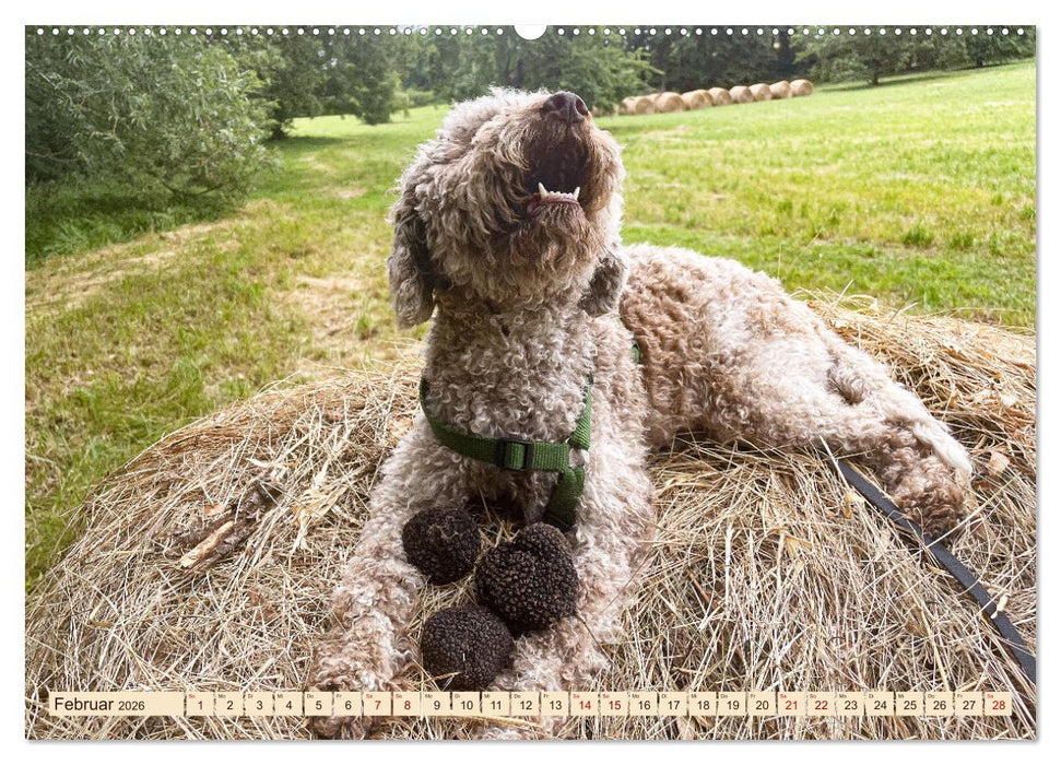 Französische Trüffelwelten (CALVENDO Premium Wandkalender 2026)