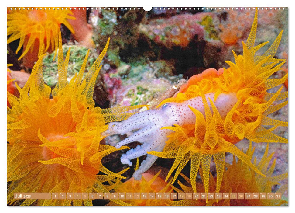 Fischparadies Riff (CALVENDO Premium Wandkalender 2026)