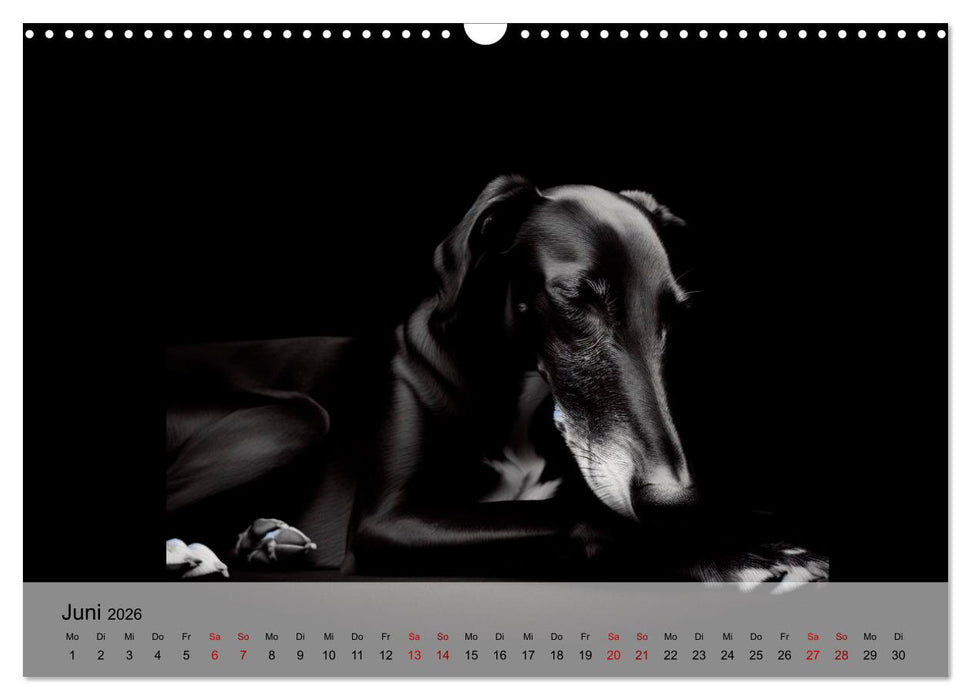 Black is beautiful (CALVENDO Wandkalender 2026)