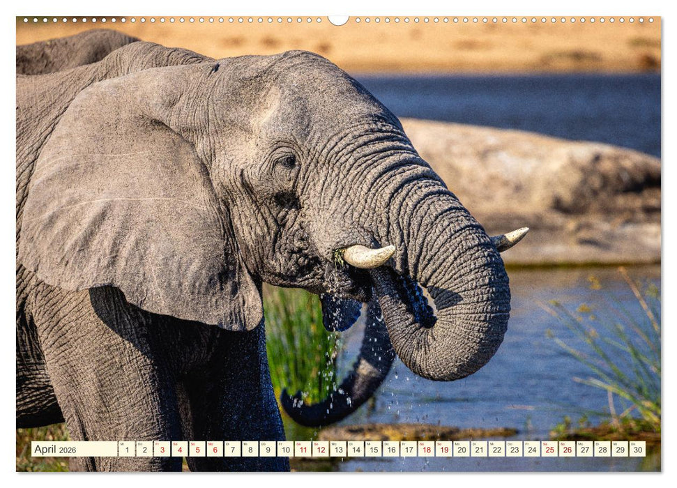 Südafrika - Die Welt in einem Land (CALVENDO Premium Wandkalender 2026)