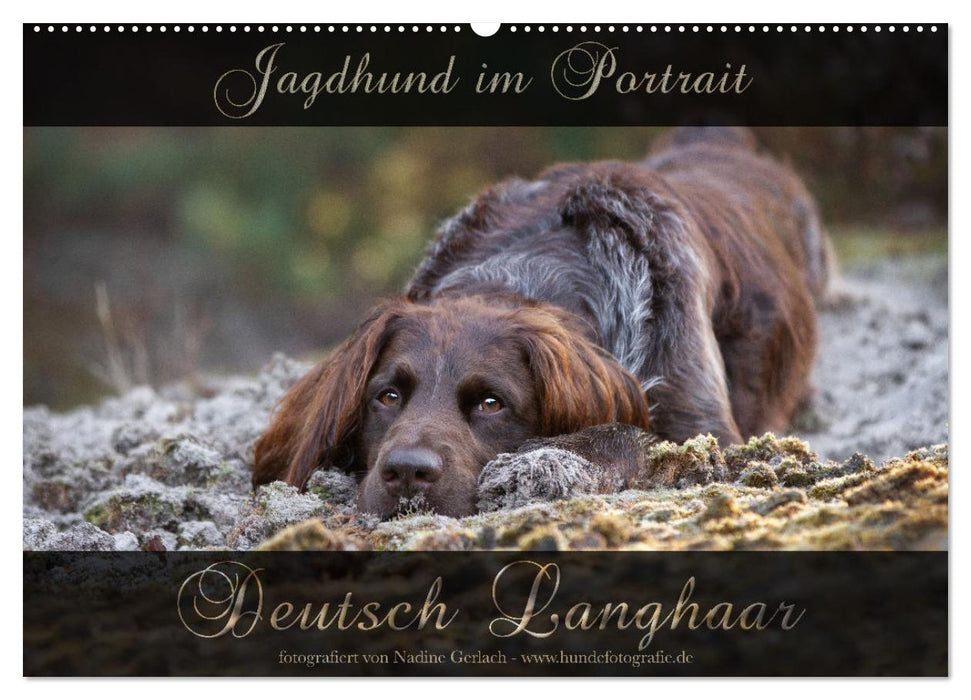 Jagdhund im Portrait - Deutsch Langhaar (CALVENDO Wandkalender 2026)
