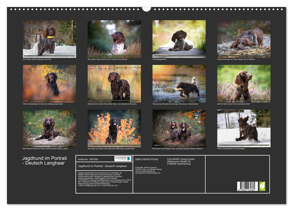 Jagdhund im Portrait - Deutsch Langhaar (CALVENDO Wandkalender 2026)