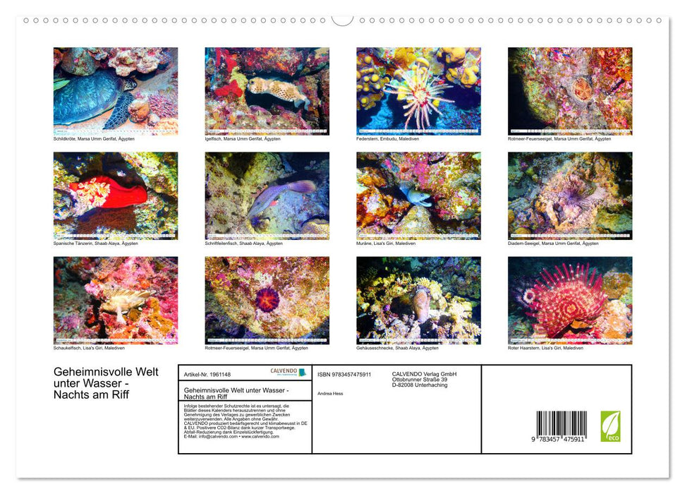 Geheimnisvolle Welt unter Wasser - Nachts am Riff (CALVENDO Premium Wandkalender 2026)