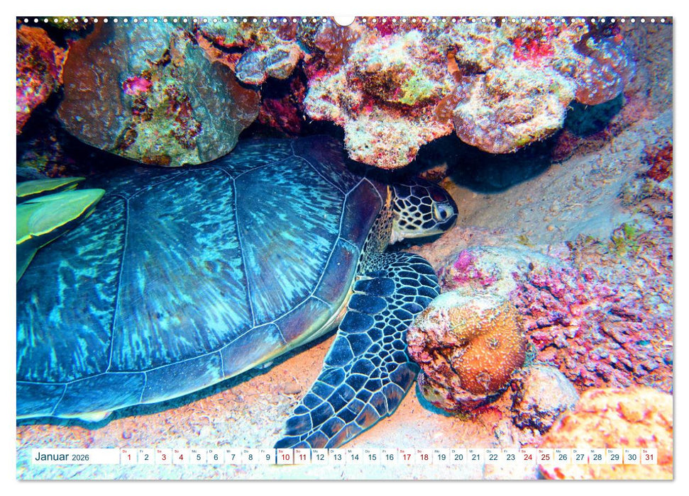 Geheimnisvolle Welt unter Wasser - Nachts am Riff (CALVENDO Premium Wandkalender 2026)