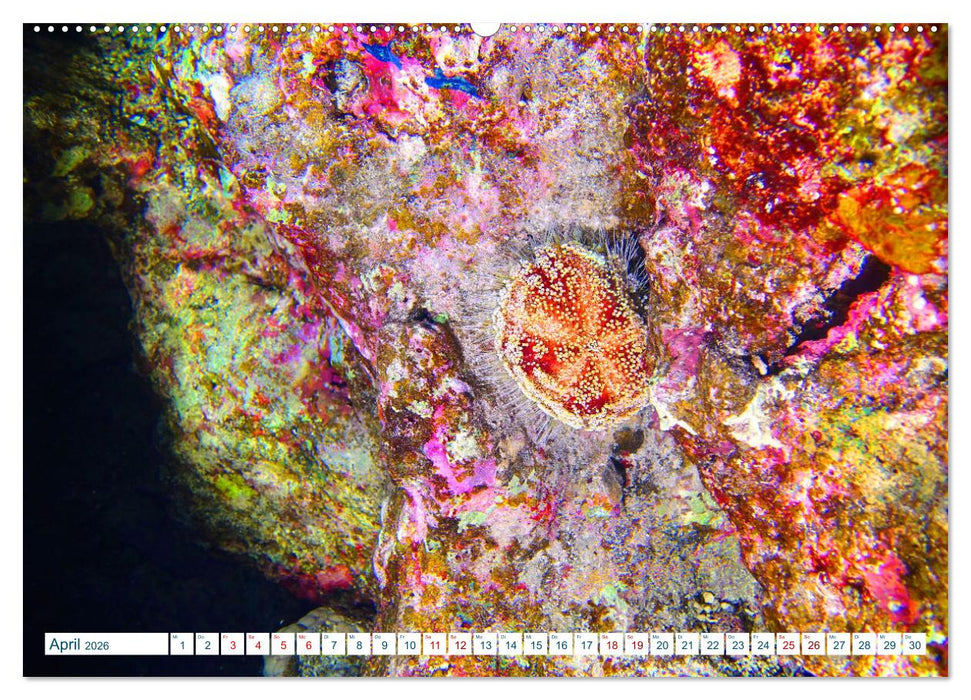 Geheimnisvolle Welt unter Wasser - Nachts am Riff (CALVENDO Premium Wandkalender 2026)