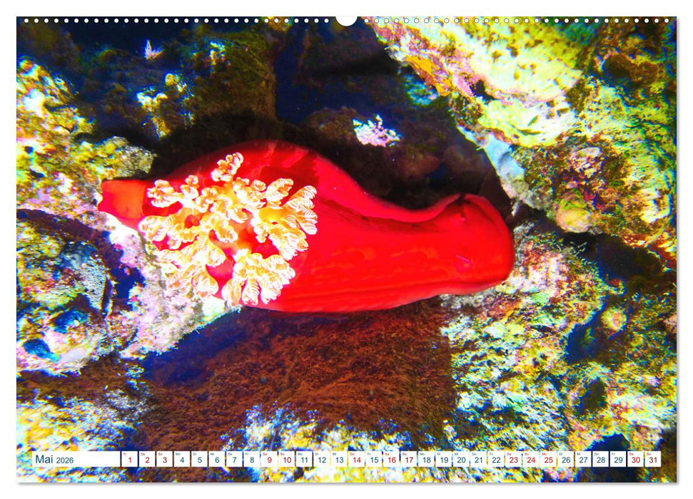 Geheimnisvolle Welt unter Wasser - Nachts am Riff (CALVENDO Premium Wandkalender 2026)