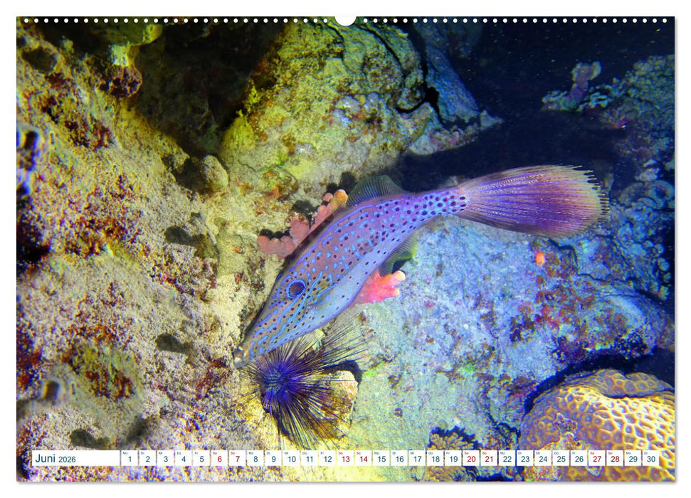 Geheimnisvolle Welt unter Wasser - Nachts am Riff (CALVENDO Premium Wandkalender 2026)