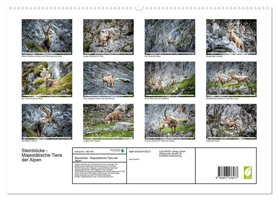 Steinböcke - Majestätische Tiere der Alpen (CALVENDO Premium Wandkalender 2026)