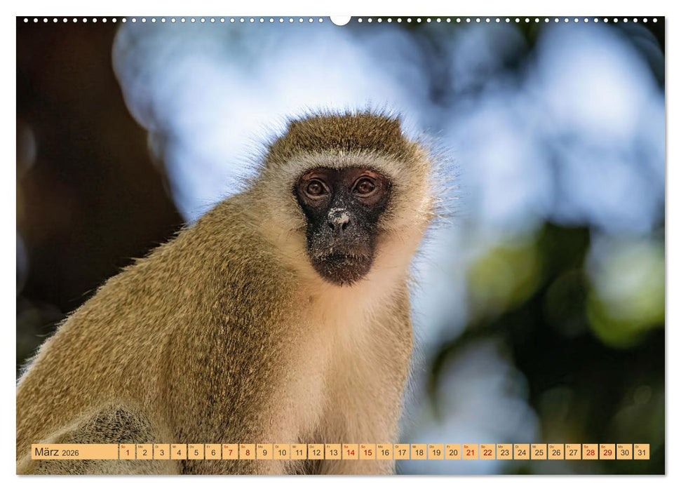 Magische Momente aus Kenia (CALVENDO Wandkalender 2026)