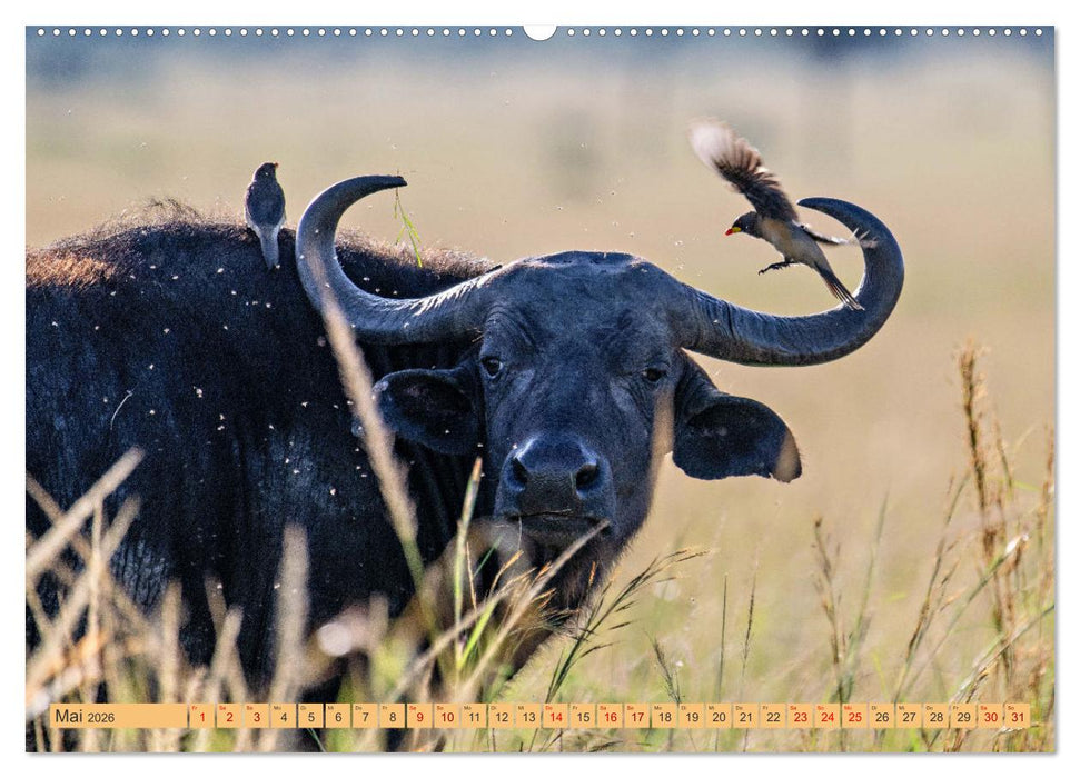 Magische Momente aus Kenia (CALVENDO Wandkalender 2026)