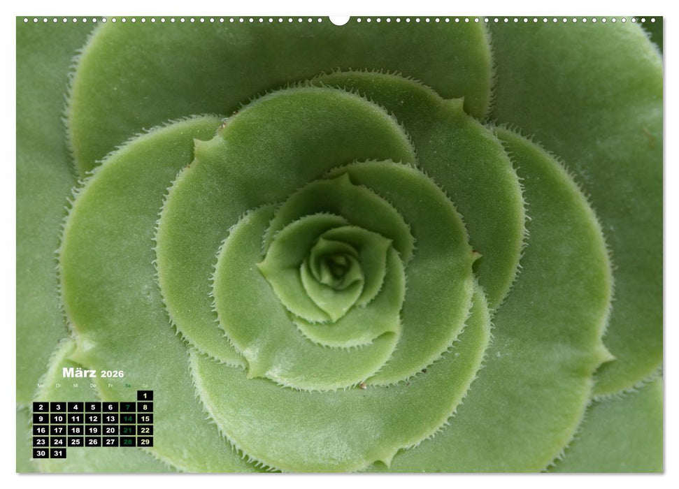 Abstrakte Natur (CALVENDO Premium Wandkalender 2026)