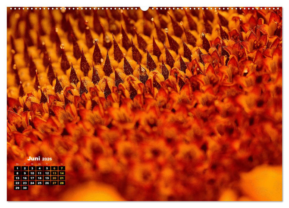 Abstrakte Natur (CALVENDO Premium Wandkalender 2026)