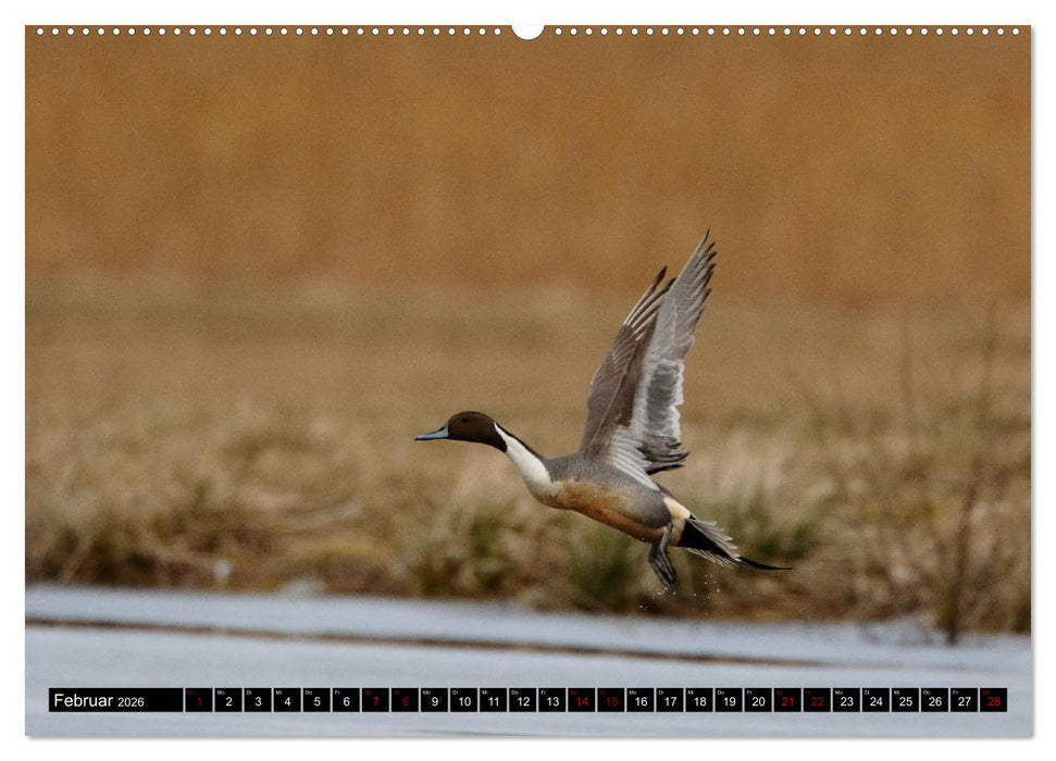 Wasservögel Frankens (CALVENDO Wandkalender 2026)