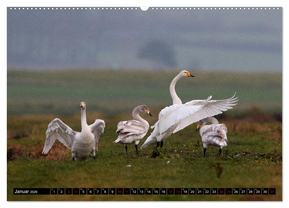 Wasservögel Frankens (CALVENDO Premium Wandkalender 2026)