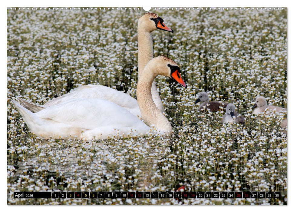 Wasservögel Frankens (CALVENDO Premium Wandkalender 2026)