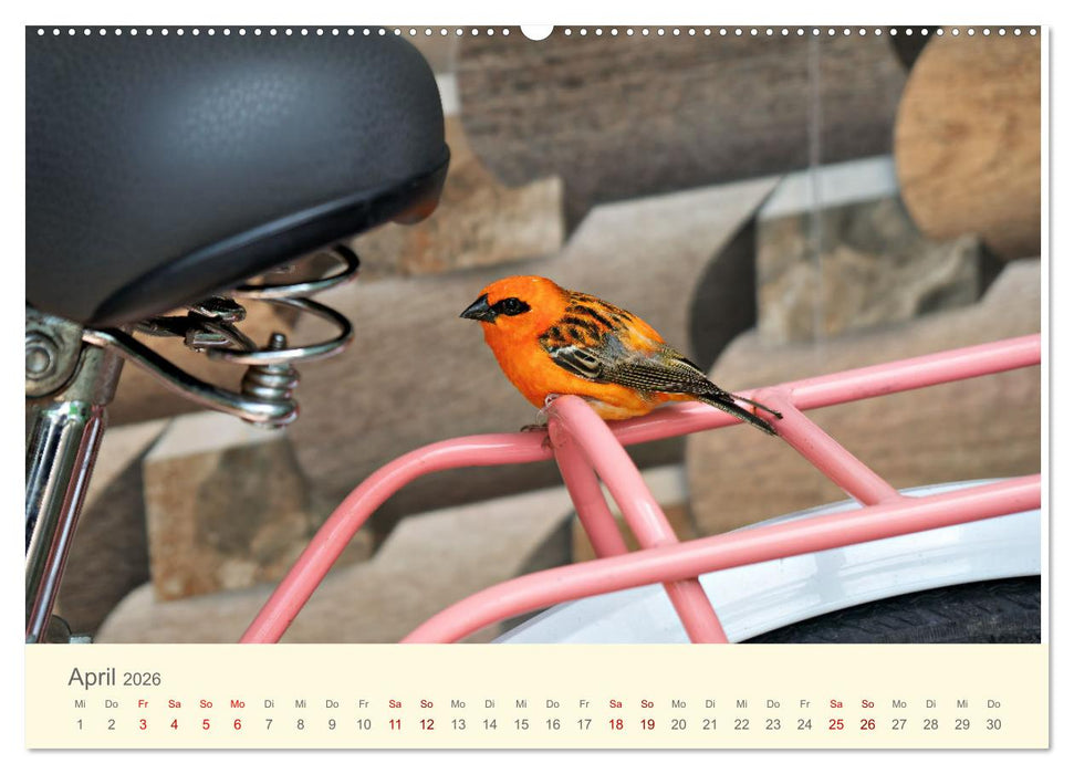 Traumhafte Seychellen (CALVENDO Premium Wandkalender 2026)