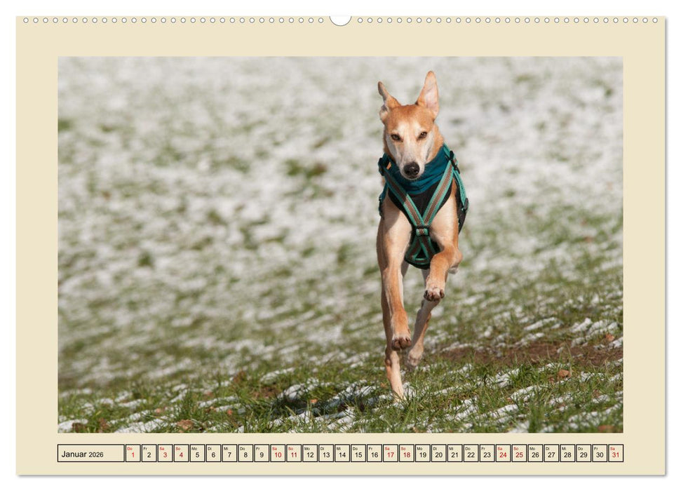 Mit dem Windhund unterwegs im zauberhaften Bergischen Land (CALVENDO Wandkalender 2026)