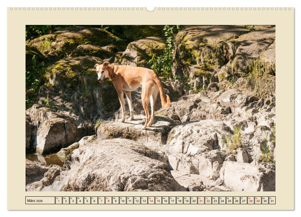Mit dem Windhund unterwegs im zauberhaften Bergischen Land (CALVENDO Wandkalender 2026)