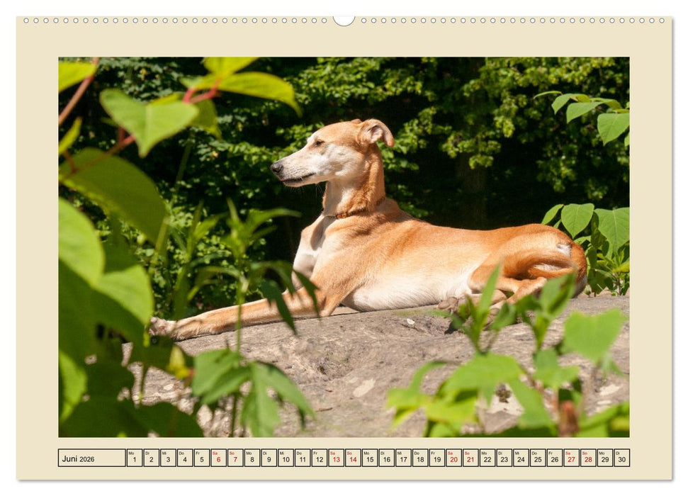Mit dem Windhund unterwegs im zauberhaften Bergischen Land (CALVENDO Premium Wandkalender 2026)