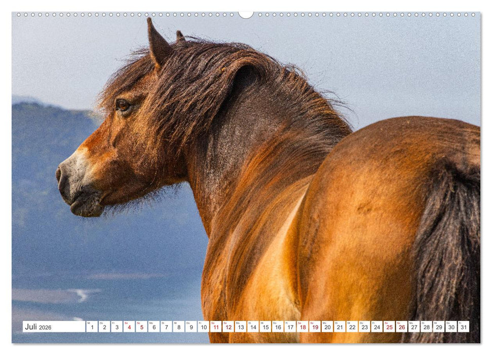 Exmoor National Park (CALVENDO Premium Wandkalender 2026)